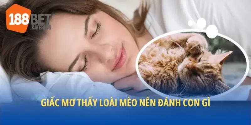 Giấc mơ thấy loài mèo nên đánh con gì