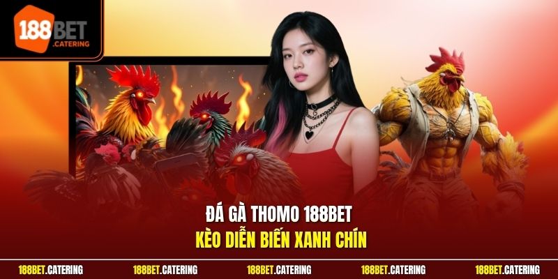 Đá gà Thomo 188BET kèo diễn biến xanh chín